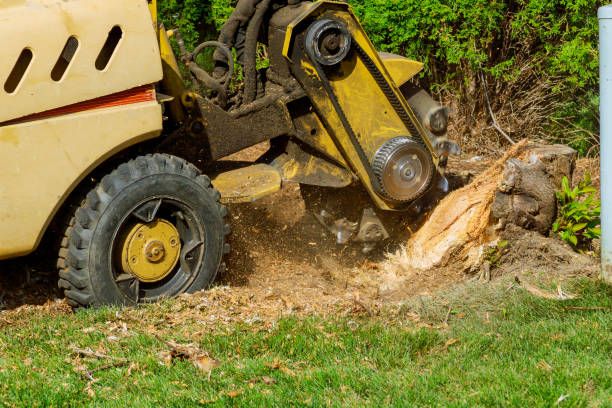 Tree Branch Trimming in Adairsville, GA